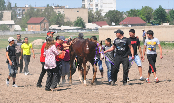 horse on point of collapse at Bishkek hippodrome